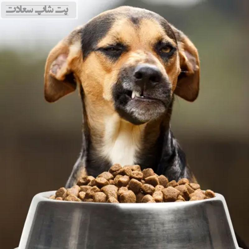 راهنمای خرید غذای خشک سگ