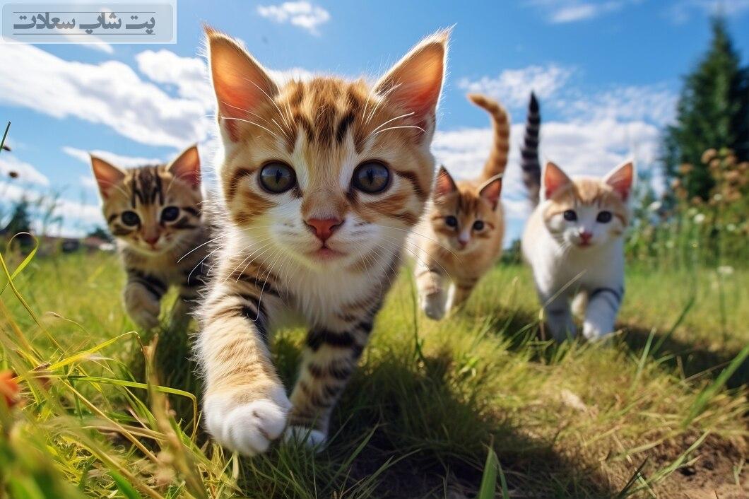 علت بوی بد دهان گربه