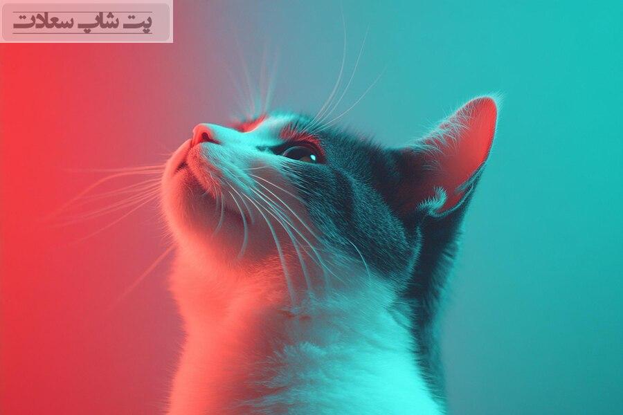 علت بالا آوردن گربه