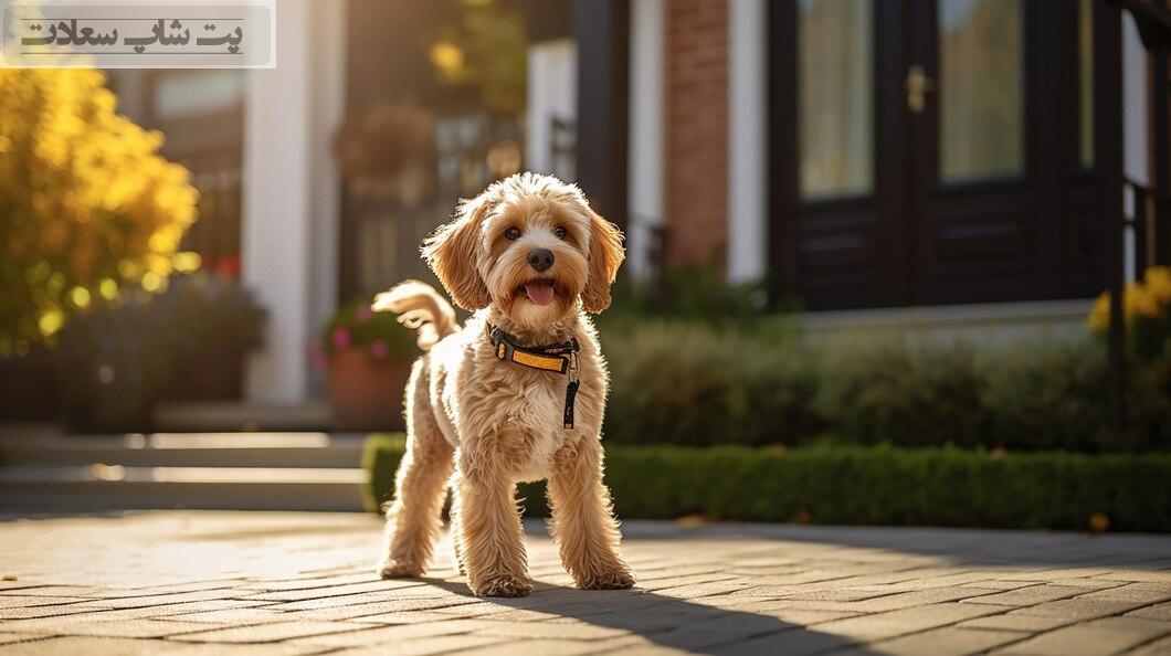 درمان ریزش موی سگ