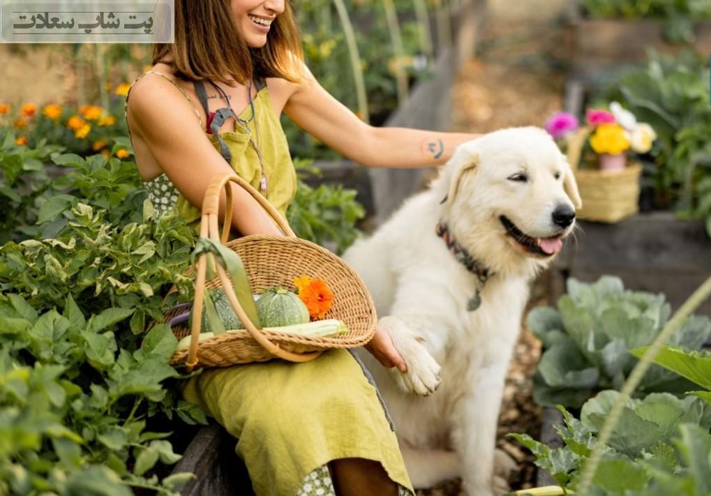 بهترین غذا برای سگ در فصل بهار